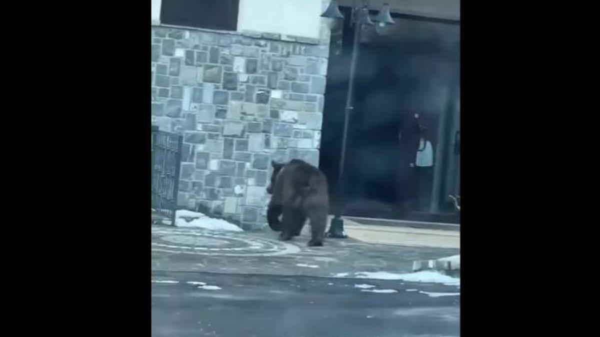 ursi-sinaia_25324400