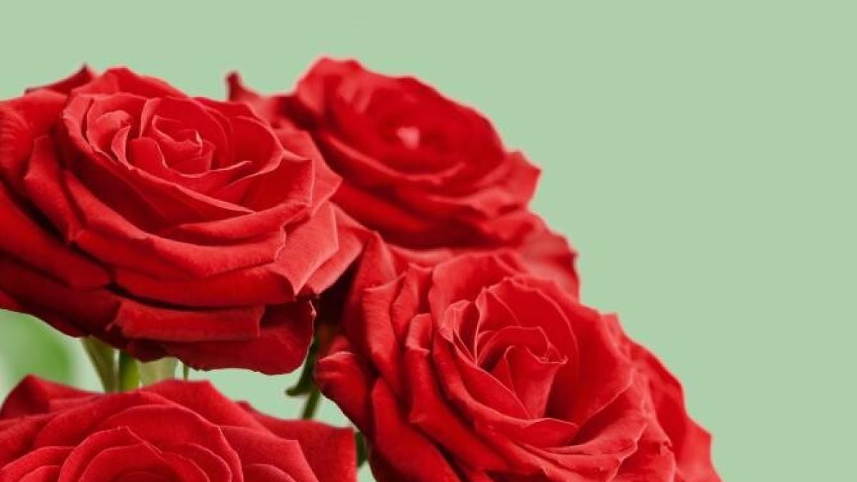 transport-flori-kenya_52882600