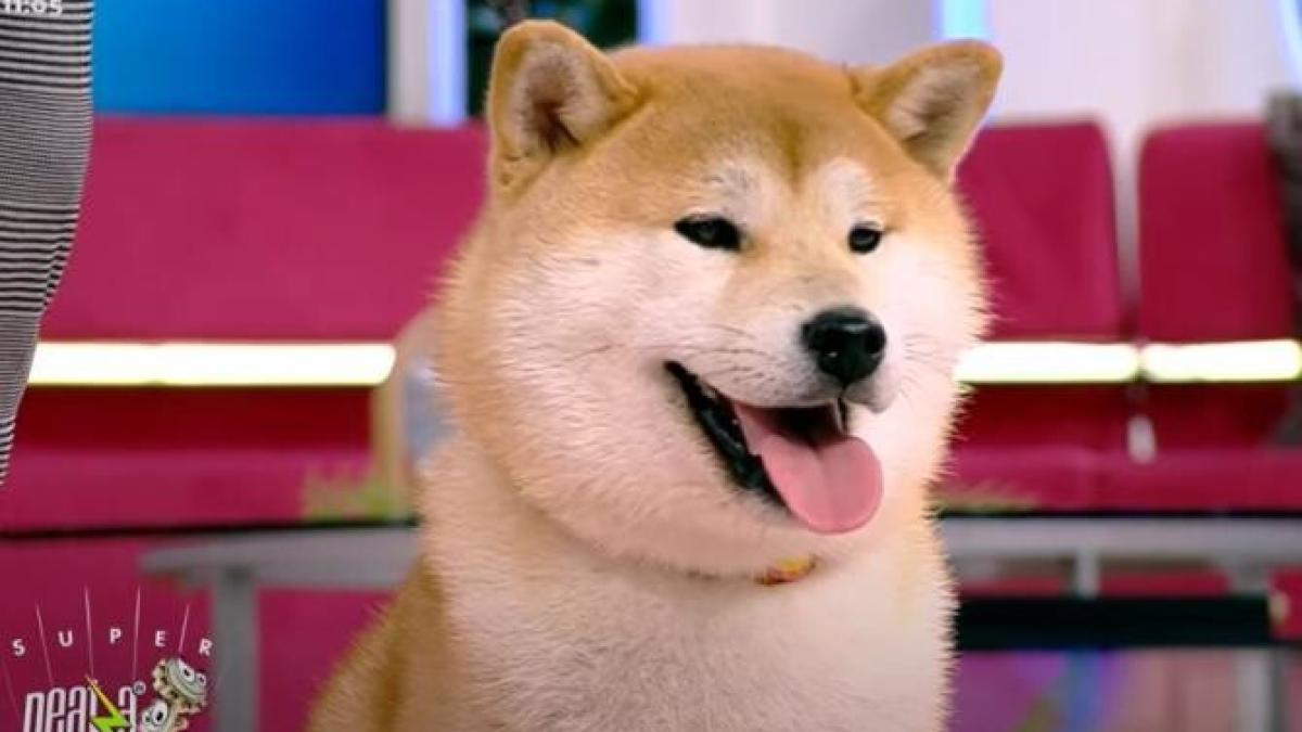 shiba_inu_neatza_razvan_dani_captura_20518100