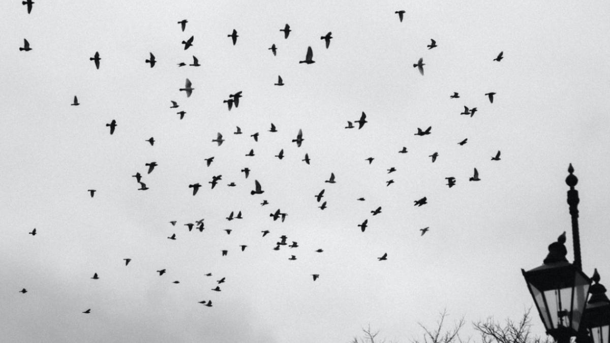 pasari-prabusite-intr-un-oras-din-mexic_58903100