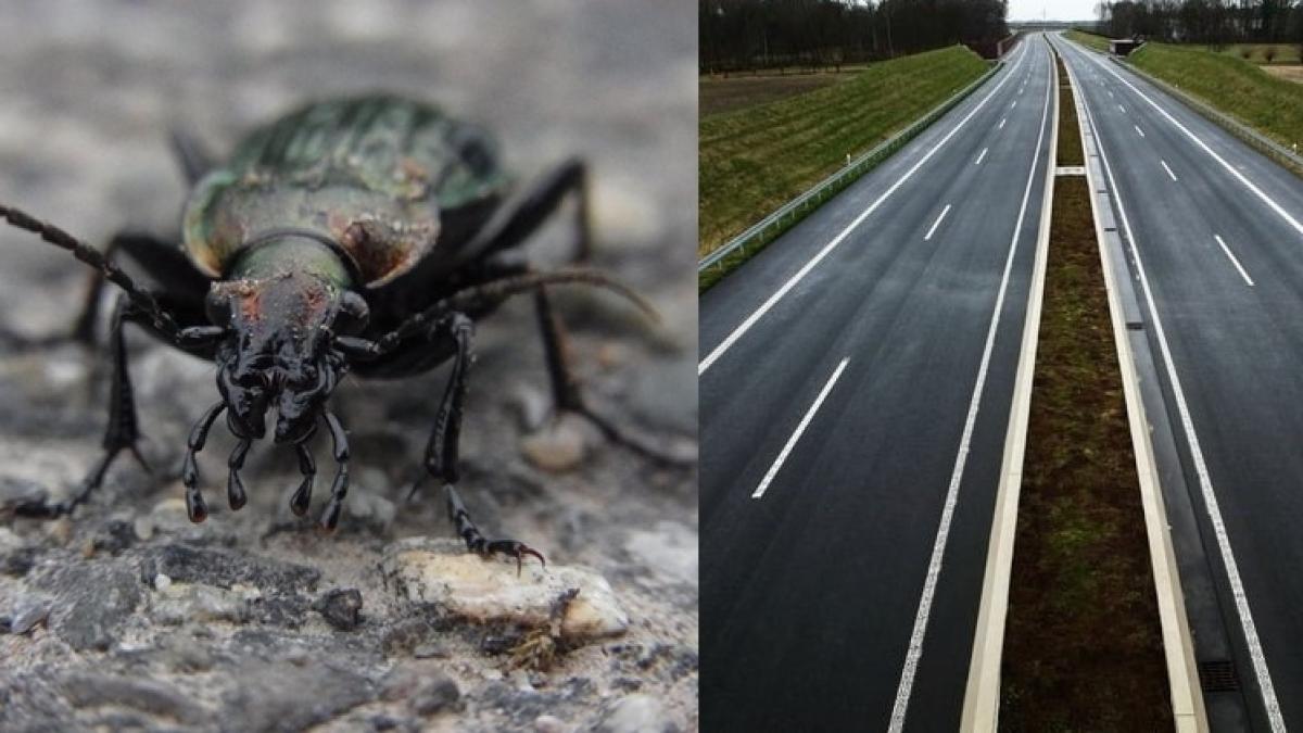 autostrada-blocata-de-gandacul-croitor--foto-pexels-unsplash_49193500