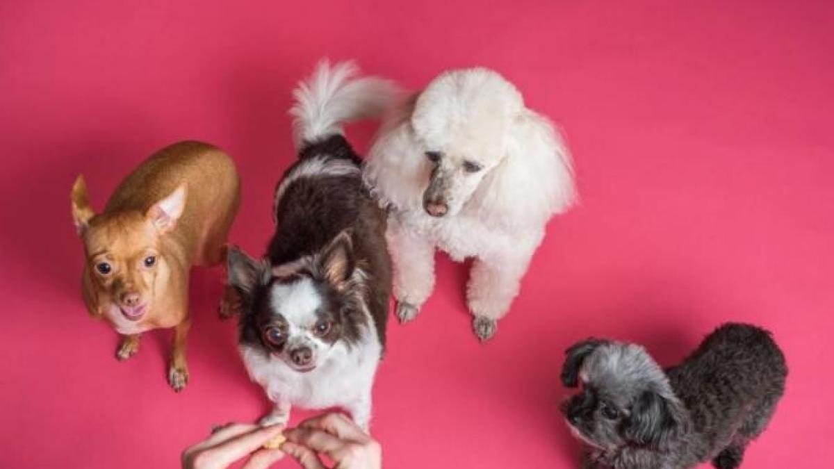 caini_foto_pexels_32915100