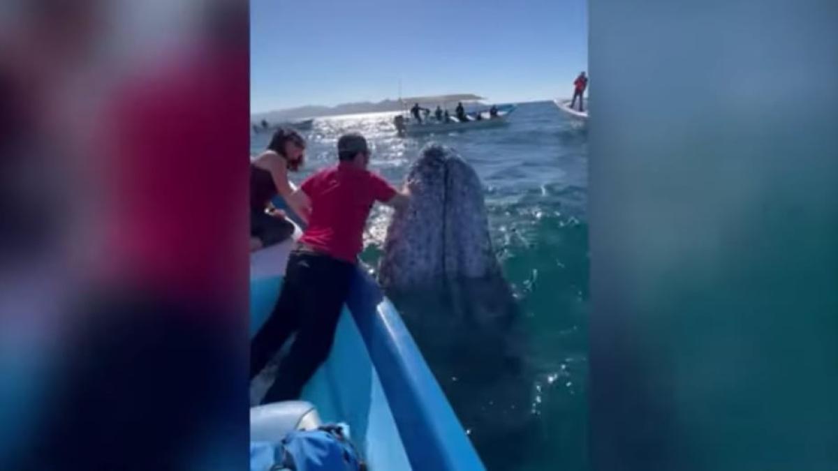 balena-pupacioasa-video_47232800