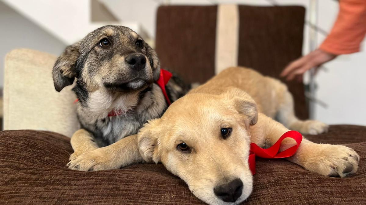 psd-a-adoptat-doi-caini-la-partid--jurnalista-ana-maria-roman-le-cauta-stapan--ciolacu-tot-comentam--la-sediu--ca-nu-avem-si-suflete-calde_56376300