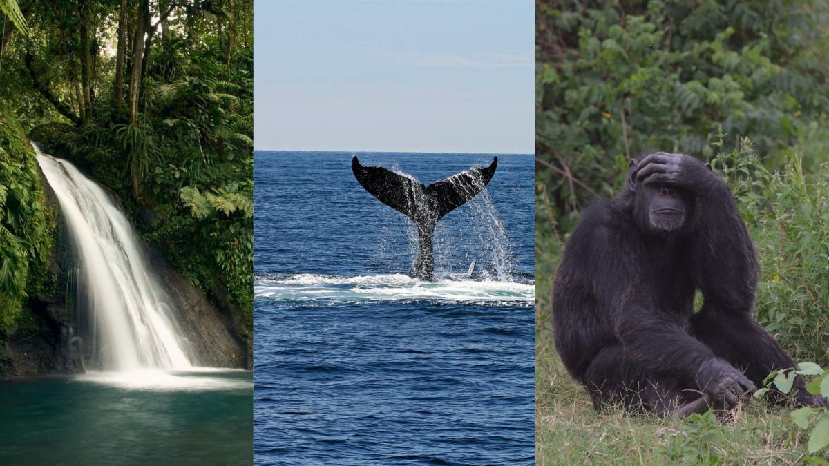 wildlife-conservation_43337600