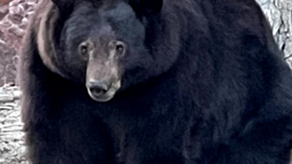 hank-the-tank_14361300