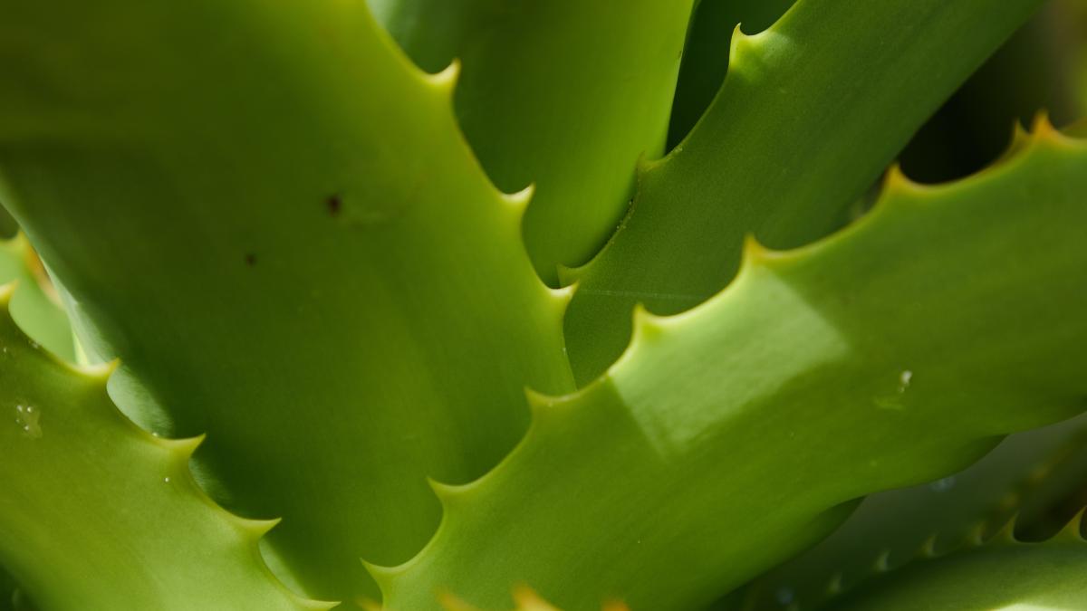 aloe-vera_83632100
