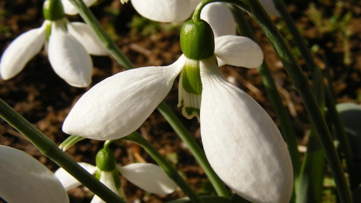 1-martie-traditii-superstitii_27932000