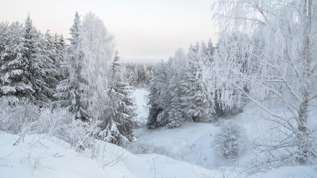 vremea-28-februarie---3-martie--cod-galben-de-vant-si-ninsori_83525800