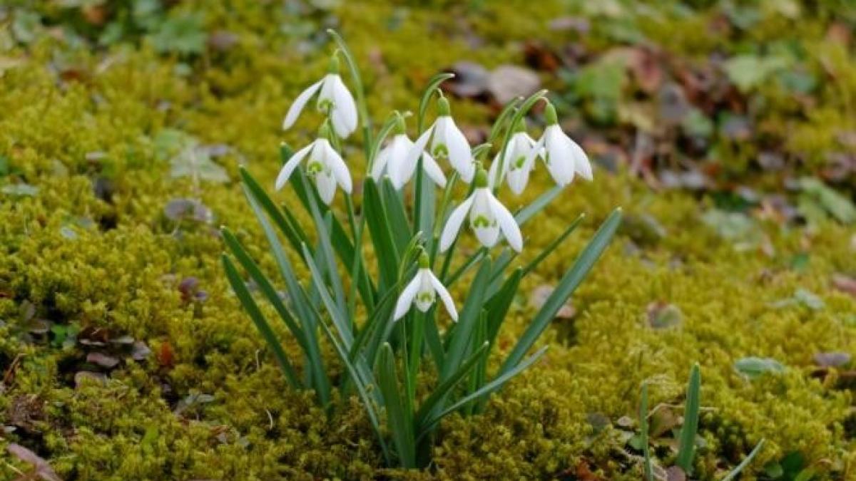 ghiocei_foto_pexels_52242900