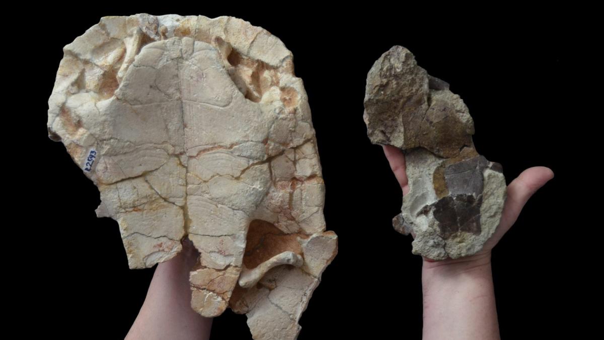 descoperire-in-geoparcul-tara-hategului_20869000