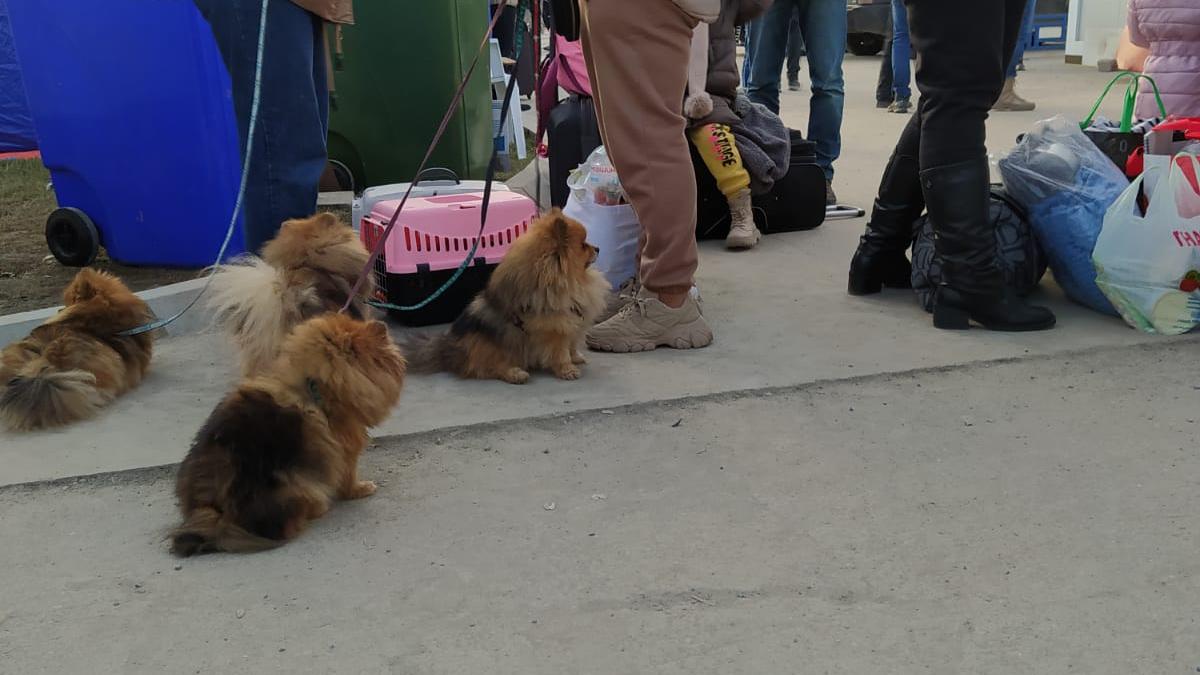 caini-vama-isaccea_25112900