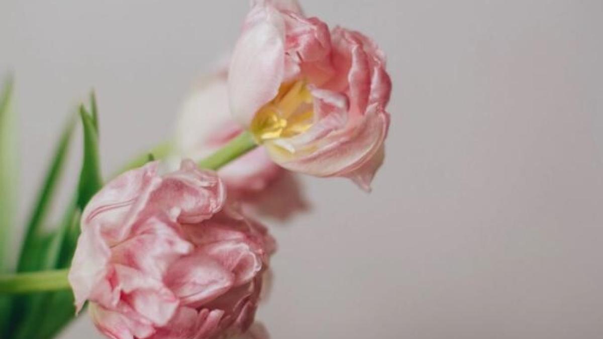 mesaje_8_martie_foto_pexels_82008200