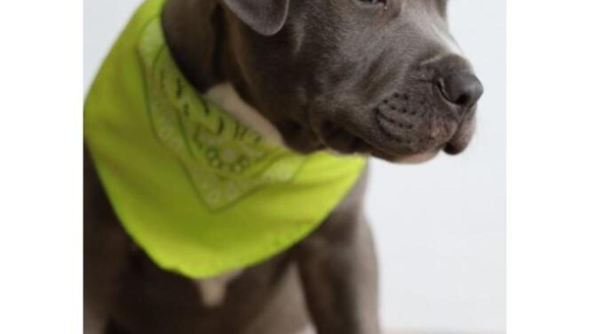 caine_foto_pexels_77404300