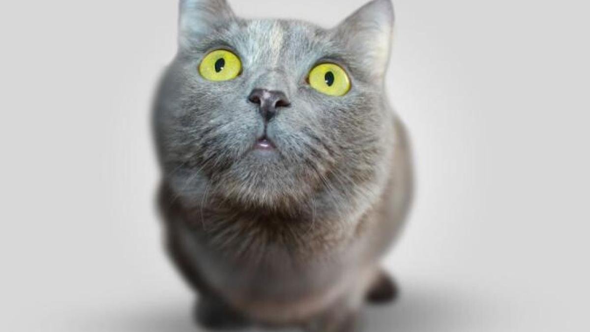 pisica_foto_pexels_14777700