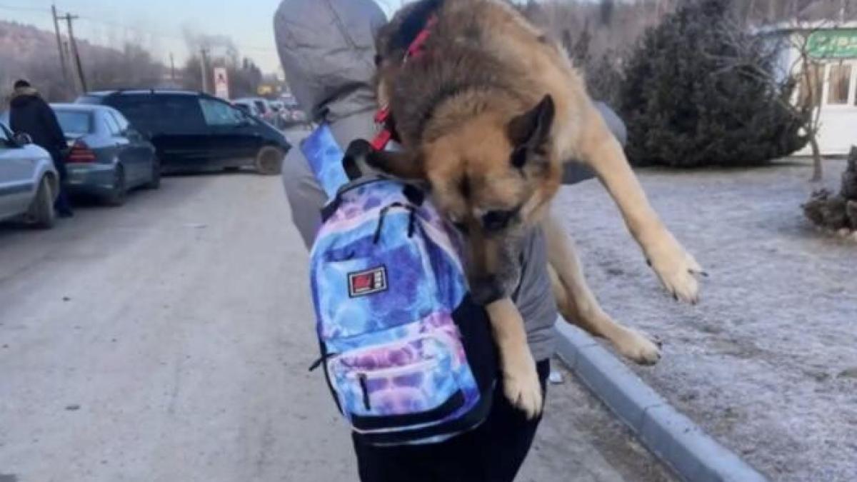 gest-emotionant-o-refugiata-din-ucraina-a-mers-pe-jos-17-kilometri-cu-cainele-sau-batran-pe-umaprc-ccprc-86r-el-a-traprc-ccprc-86it-cu-noi-toate-momentele-fericite-sprc-ccprc-a7i-triste_26836200