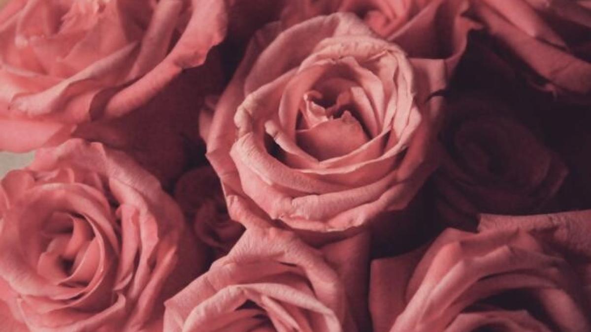 ziua_mondiala_planteaza_floare_pexels_08775000