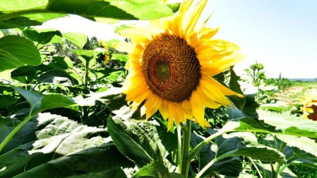 agerpres_13835742_27203300