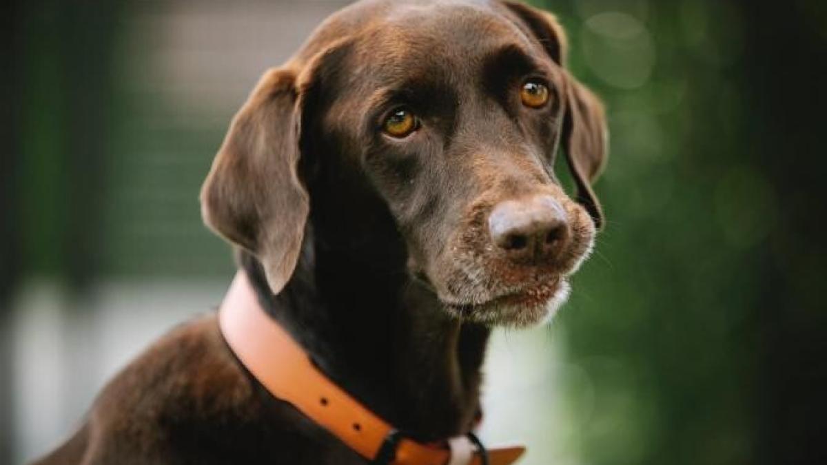 caine-dezamagit_08327200