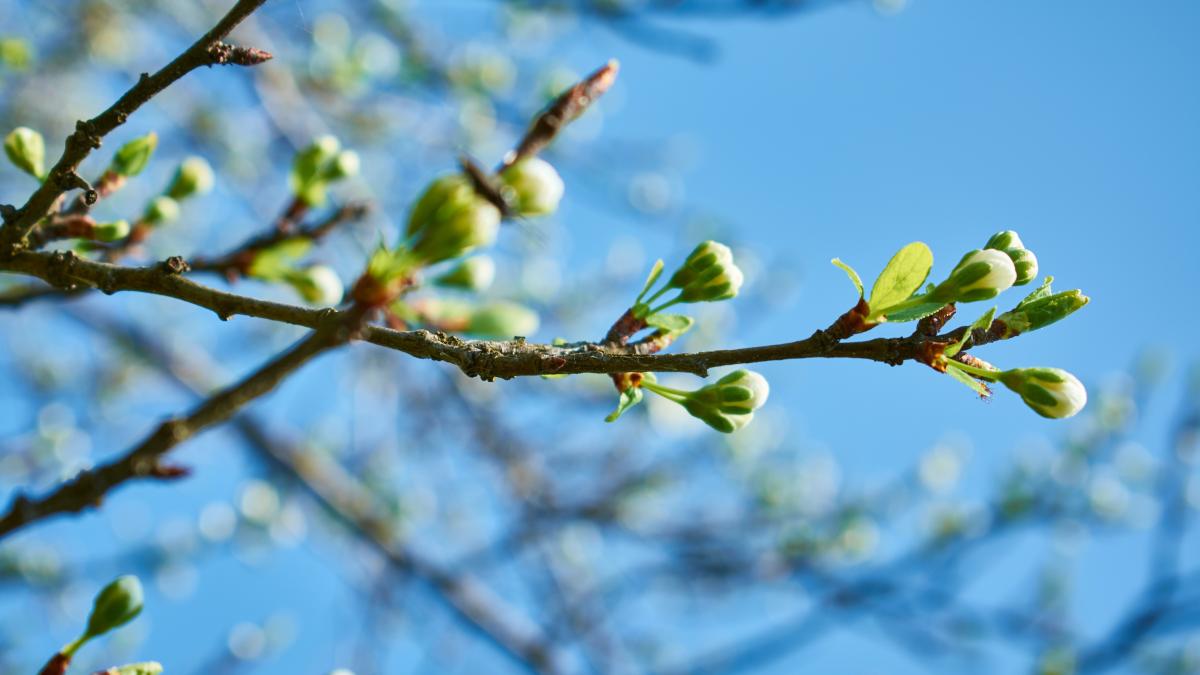 anm_vreme_4_saptamani_pxl_01566100