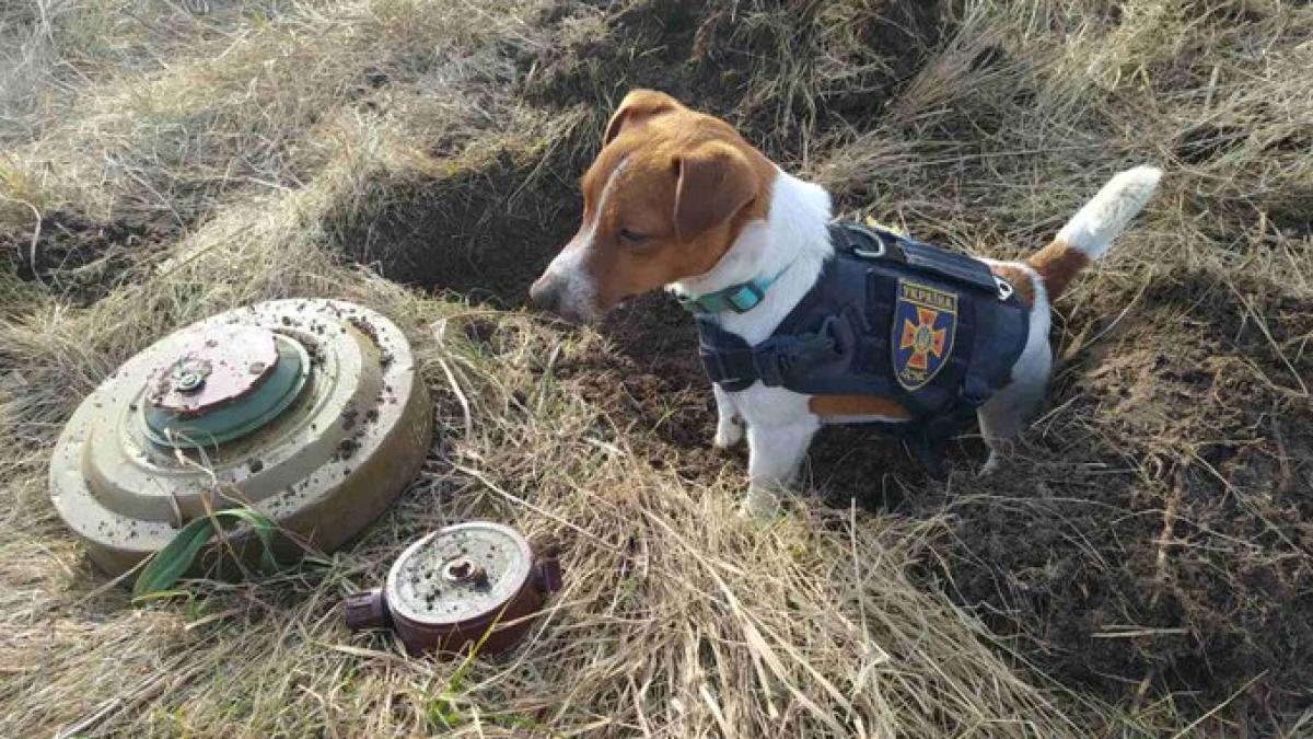 caine-patron-mine-soldati_86793700