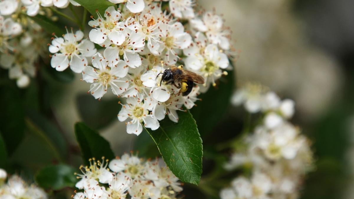 fruct-catina-radiatii_17015500