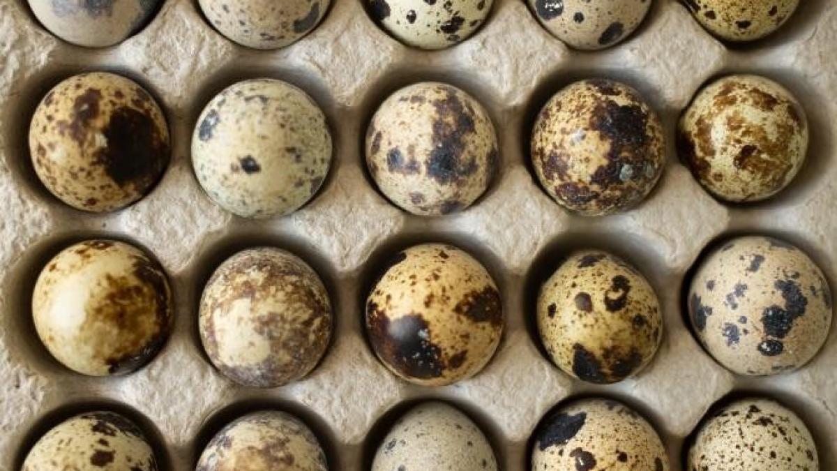 oua-de-prepelita_89677600