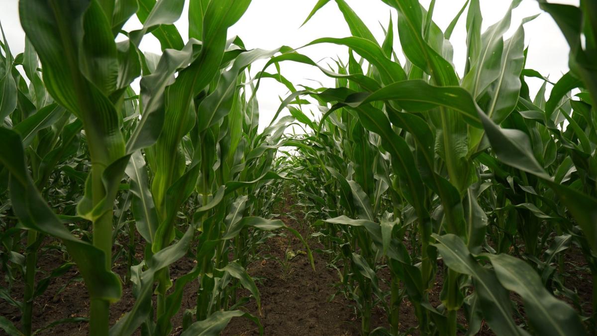 teren-fertilizat_53116200