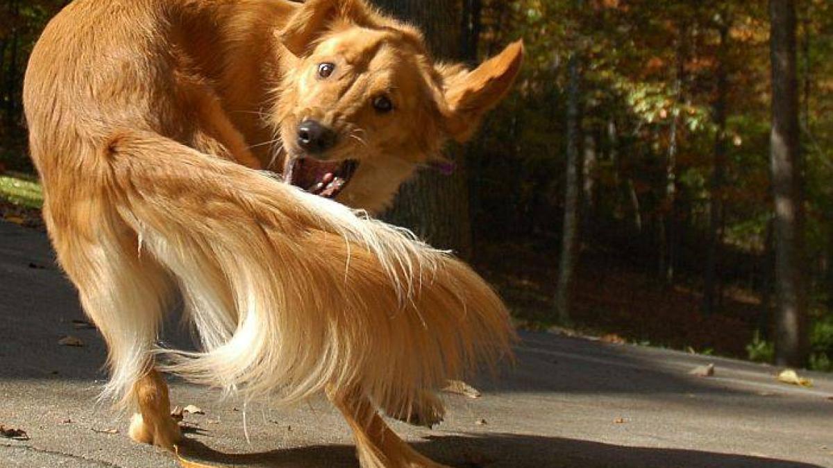 de-ce-cainii-isi-musca-propria-coada_39508800