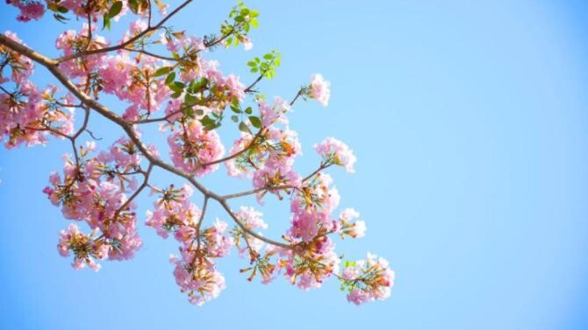 vreme_martie_aprilie_foto_pexels_39222000