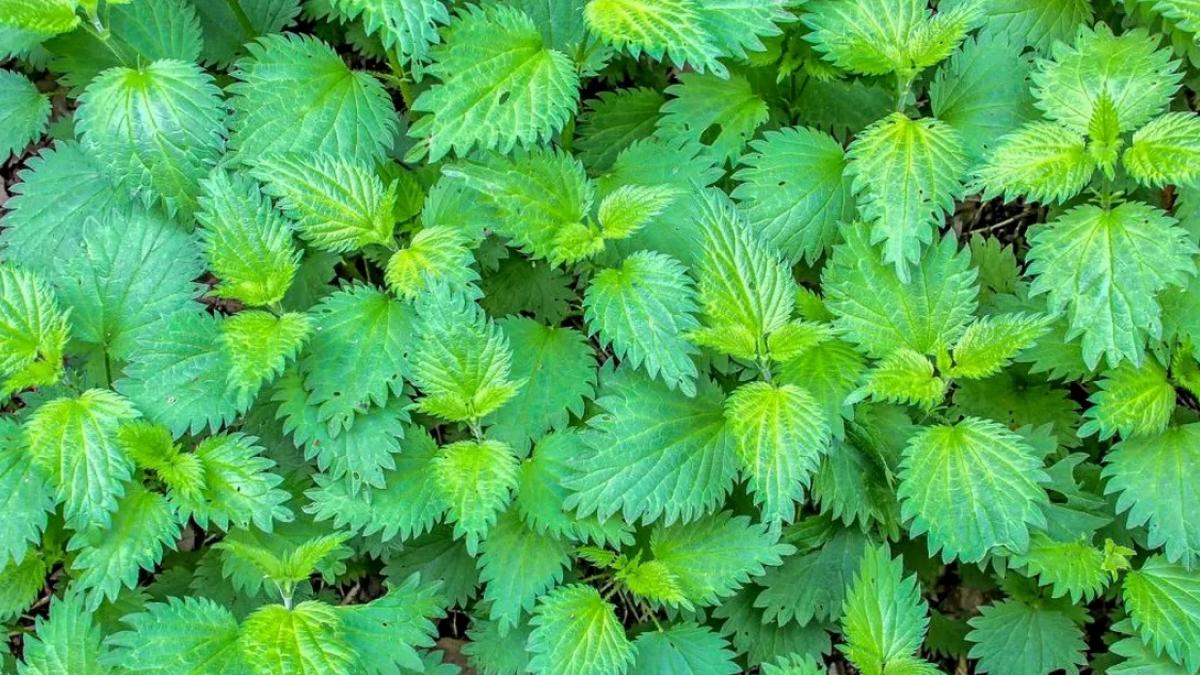 urzici-tinere_72720300