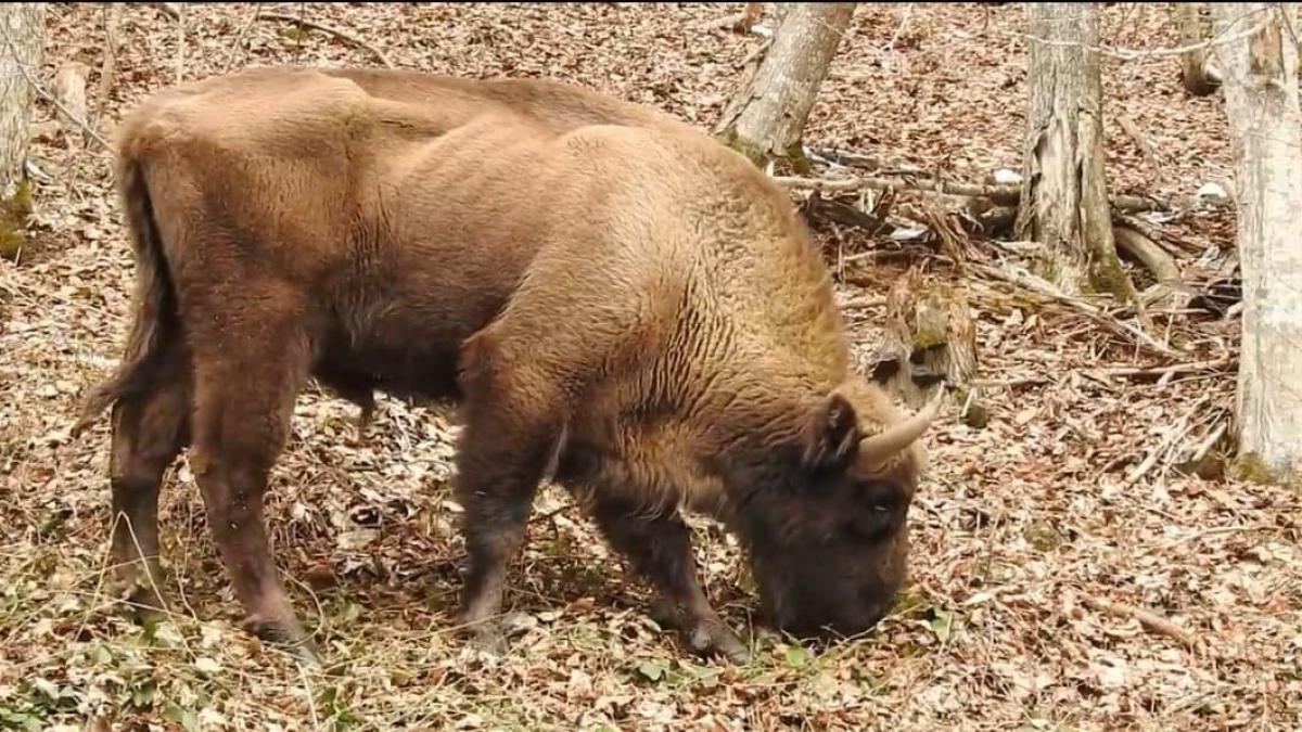 zimbri-padure-imagini-romsilva_09822700