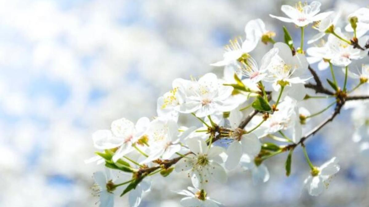 anm_vreme_primavara_foto_pexels_18642500