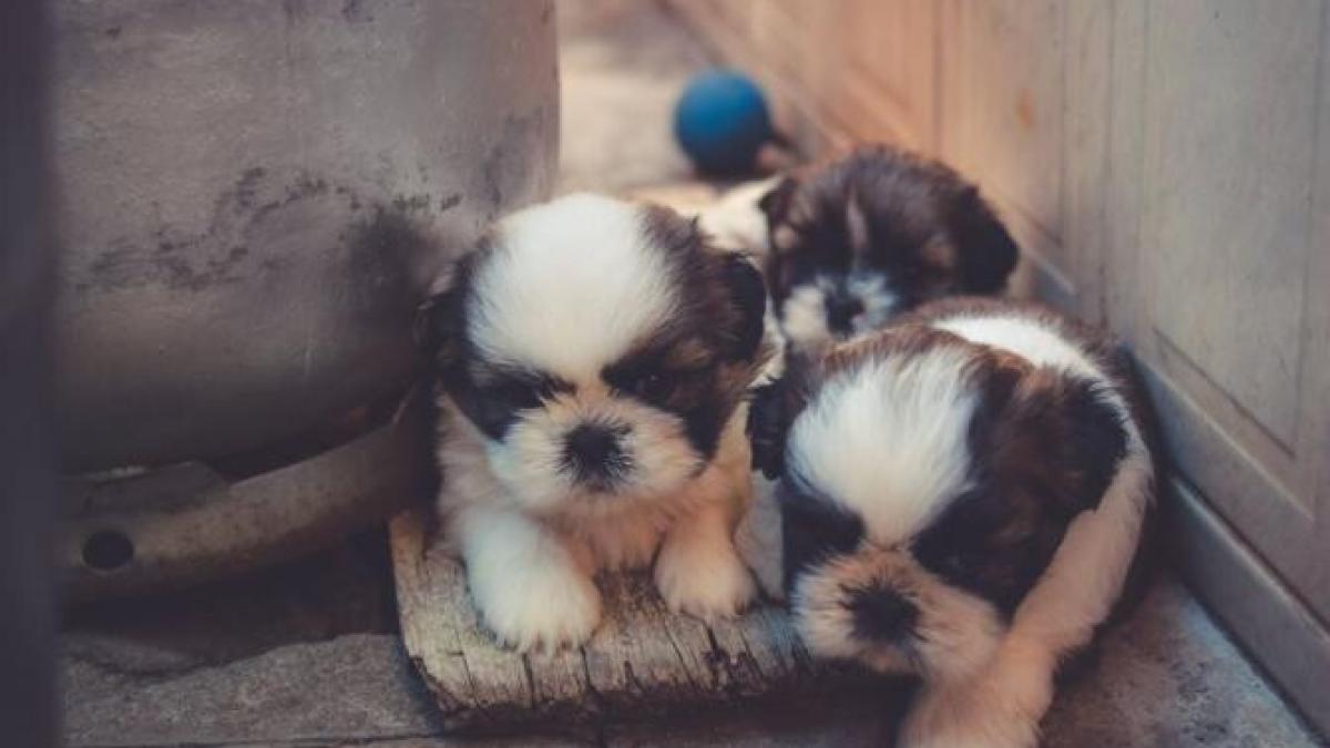 catei_foto_pexels_45177400