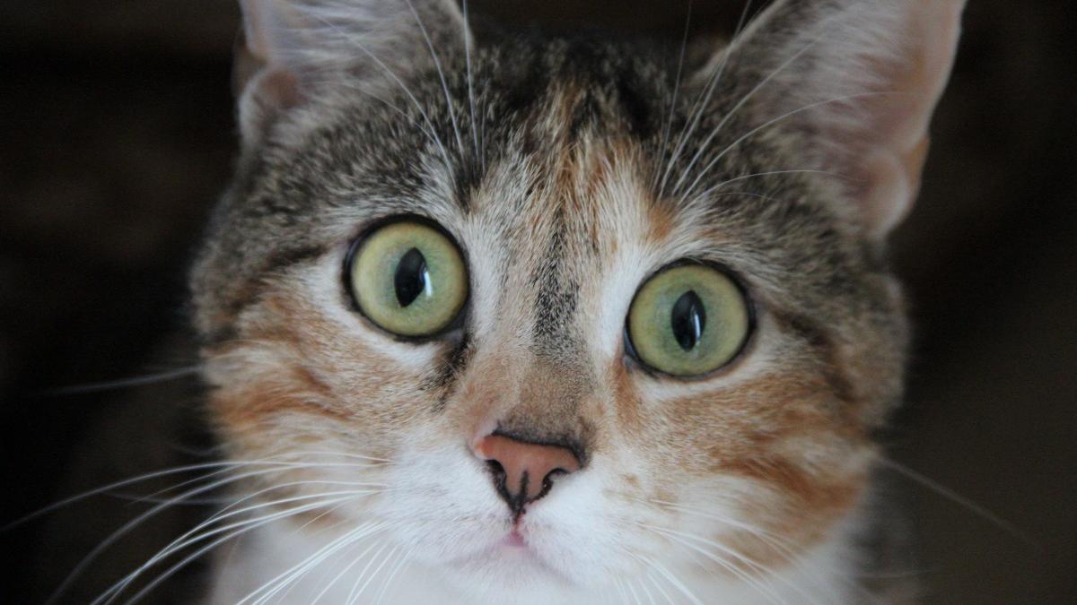 pisica-priveste-fix_54640400