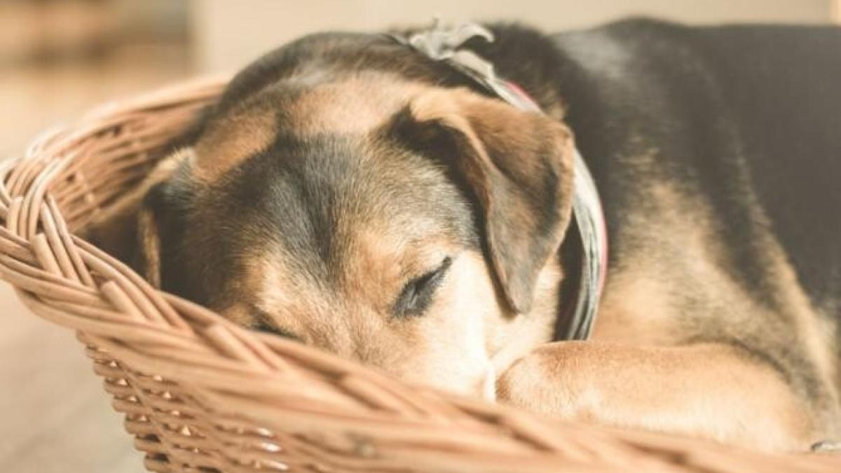 catel_care_doarme_foto_pexels_52561000