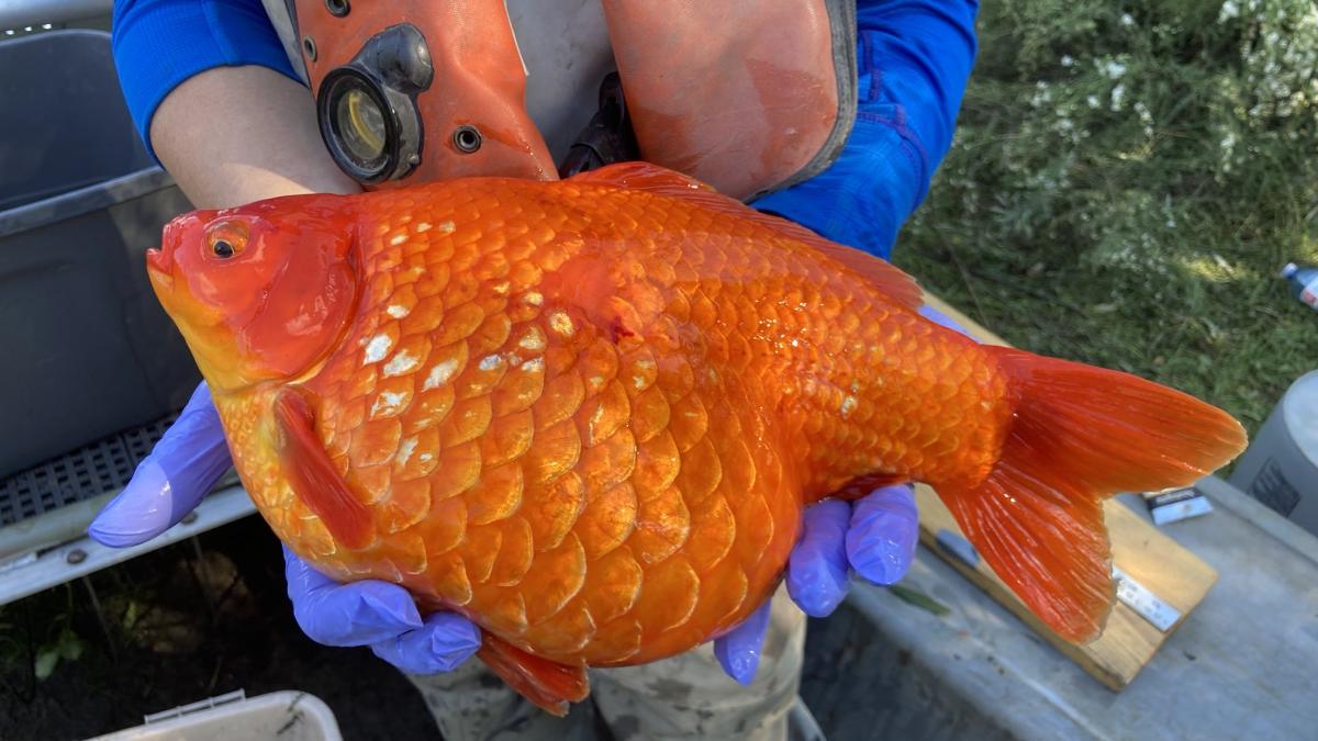 pestisori-aurii-imensi_69898900