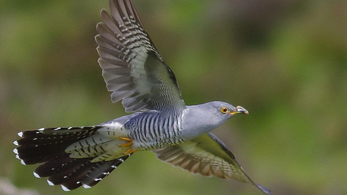 cucul-blagovestenie_53829500