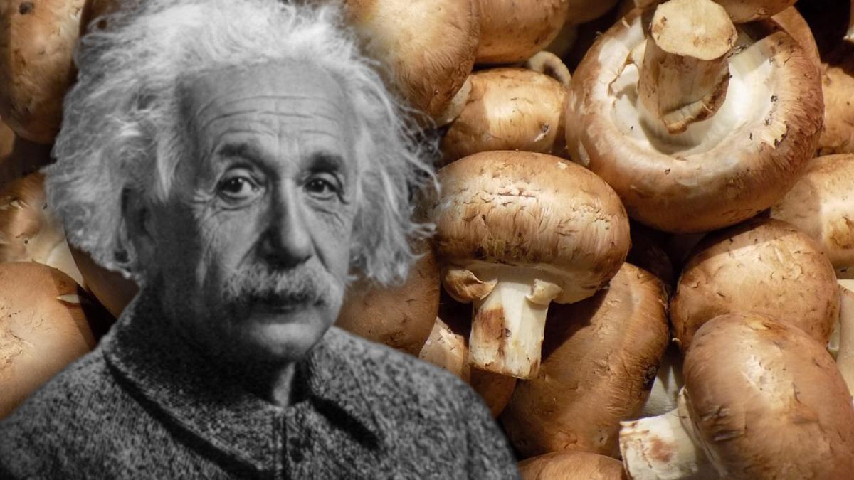 dieta-albert-einstein-ciuperci_75057600