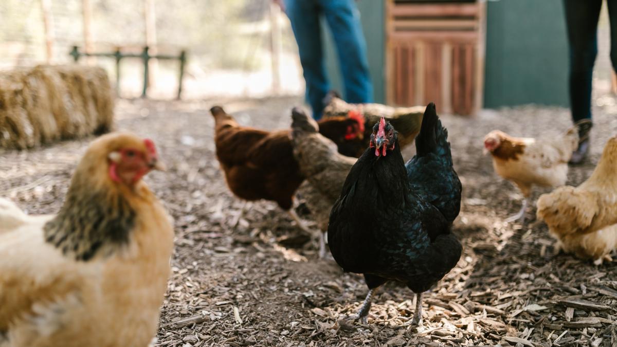 gaini-dual-mode--fundatia-gates_71053100