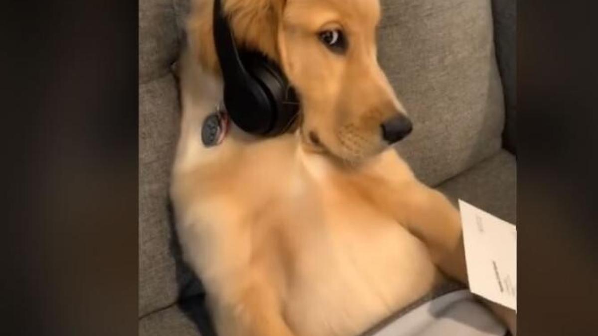 catel_tiktok_captura_69961600