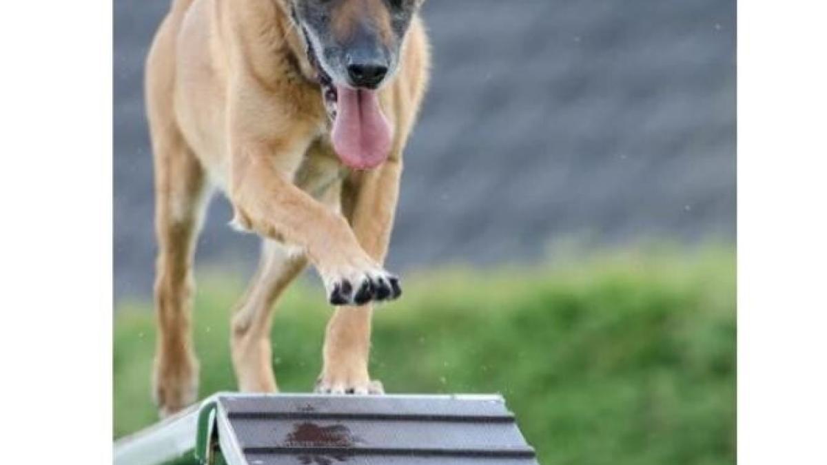 caine_foto_pexels_04973400