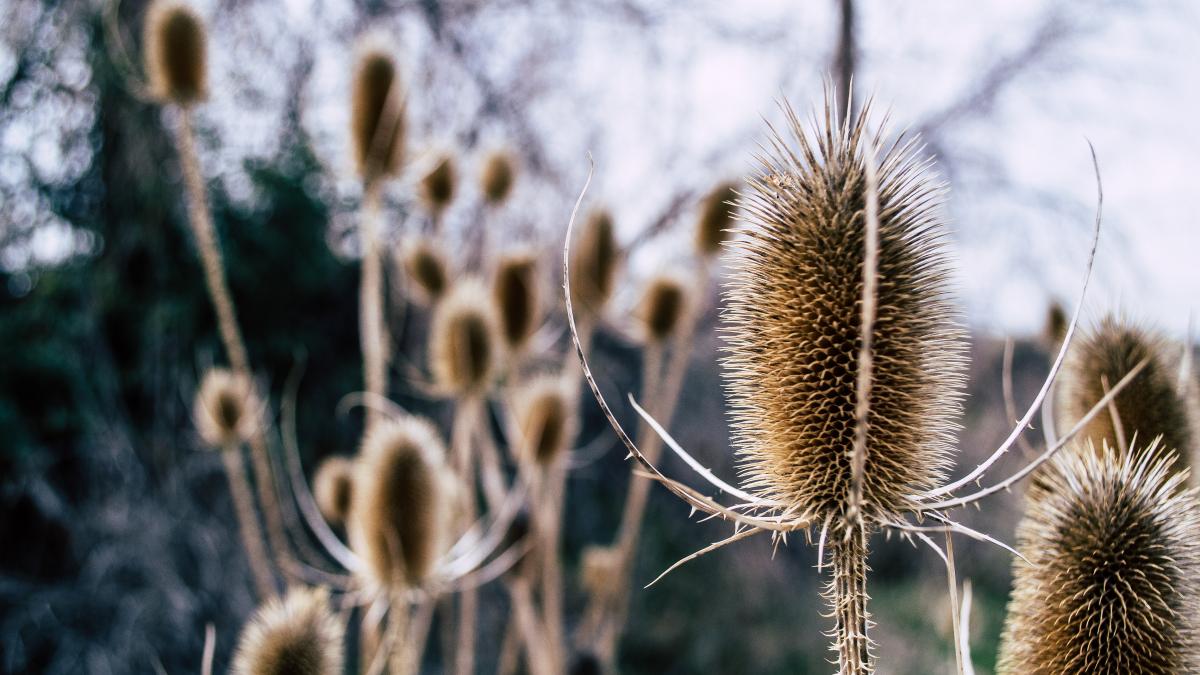 desertificare-in-sudul-romaniei-avram-fitiu_73086200