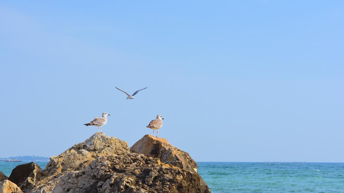 litoral_romanesc_pxb_08399500