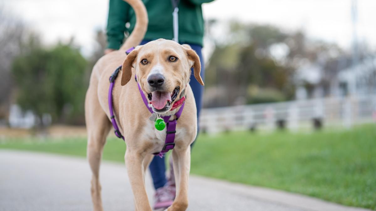 dresaj-caine_72889700