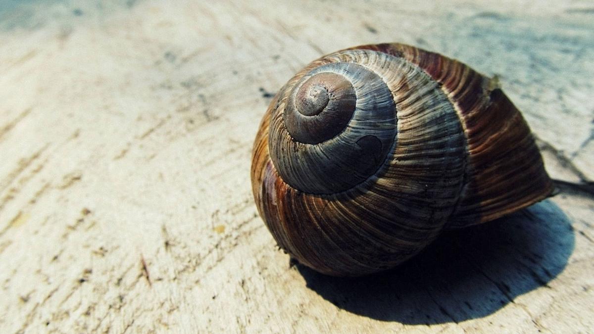 studiu-mel-cu-con_97408000