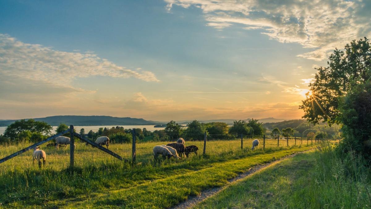 gabriel-comanescu-gsp--semnal-de-alarma-pentru-romania-asa-am-ajuns_34788800