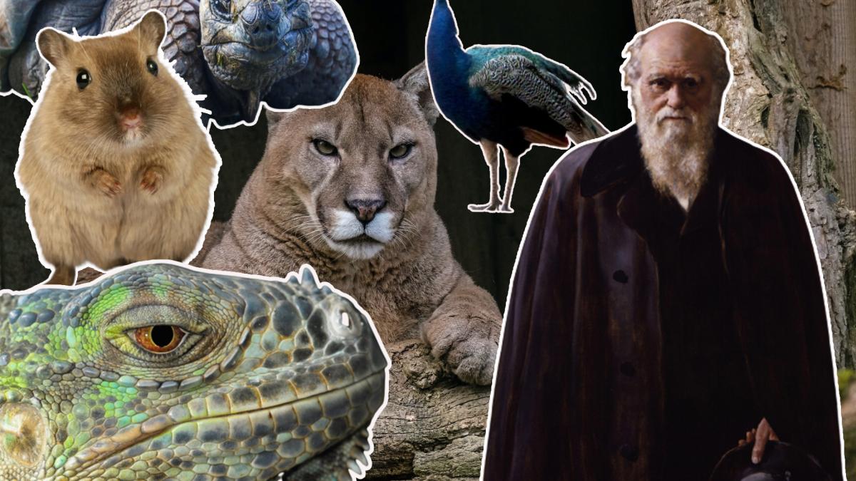 ce-manca-darwin_84593800