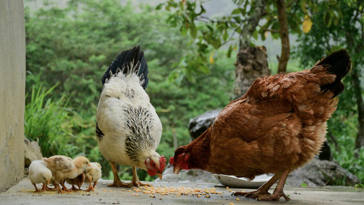 gripa-aviara_49404000