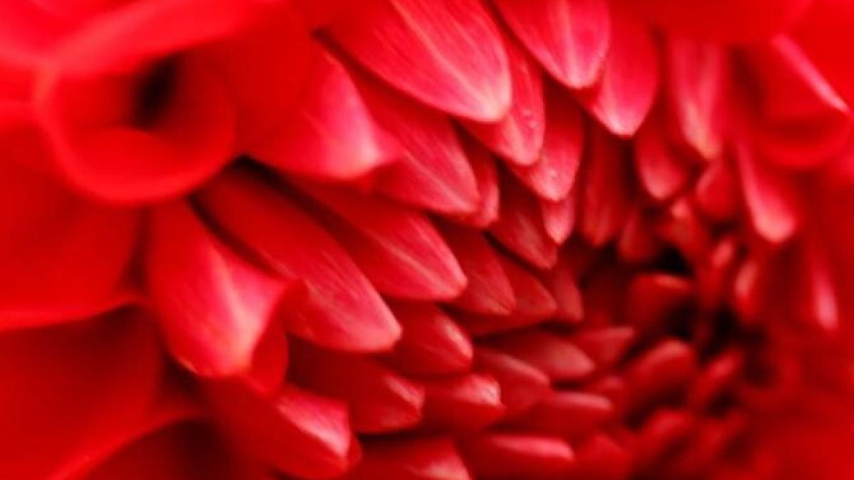 floare_foto_pexels_08617600